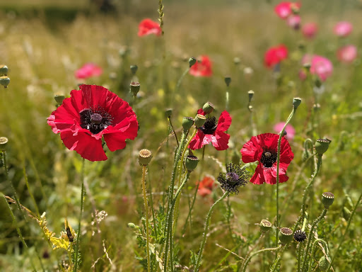 Aquarium «Aquarium of Niagara», reviews and photos, 701 Whirlpool St, Niagara Falls, NY 14301, USA