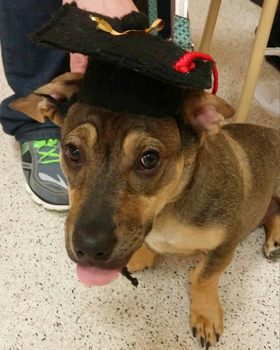 Pet Supply Store «PetSmart», reviews and photos, 1130 SE Everett Mall Way, Everett, WA 98208, USA