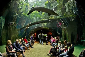 Steinhart Aquarium image