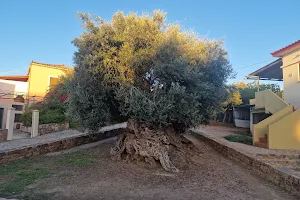 Ancient Olive Tree of Vouves image