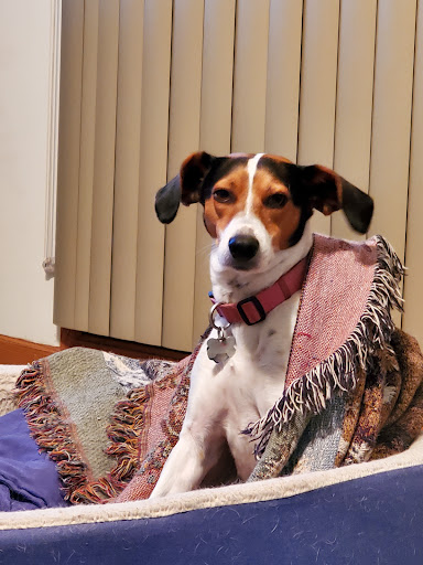 Pet Supply Store «Petco Animal Supplies», reviews and photos, 10511 S 15th St, Bellevue, NE 68123, USA