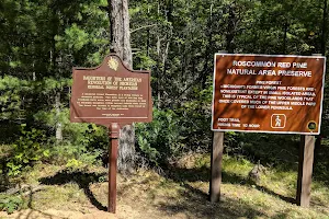 Roscommon Red Pine Natural Area Preserve image