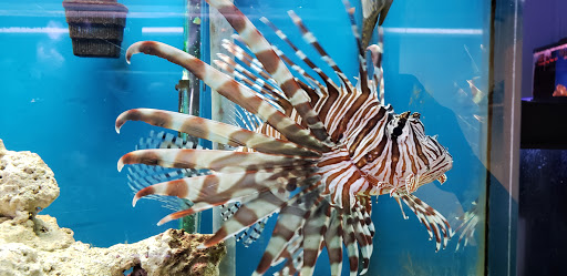 Pet Store «Pet Paradise Grooming», reviews and photos, 1115 Pueblo Blvd Way, Pueblo, CO 81005, USA