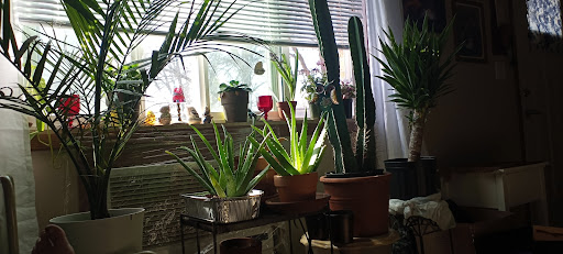 Walmart Garden Center