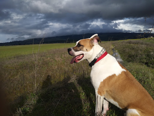 Pet Supply Store «Pet Club Santa Rosa», reviews and photos, 1935 Santa Rosa Ave, Santa Rosa, CA 95407, USA