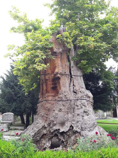 Tree felling Istanbul