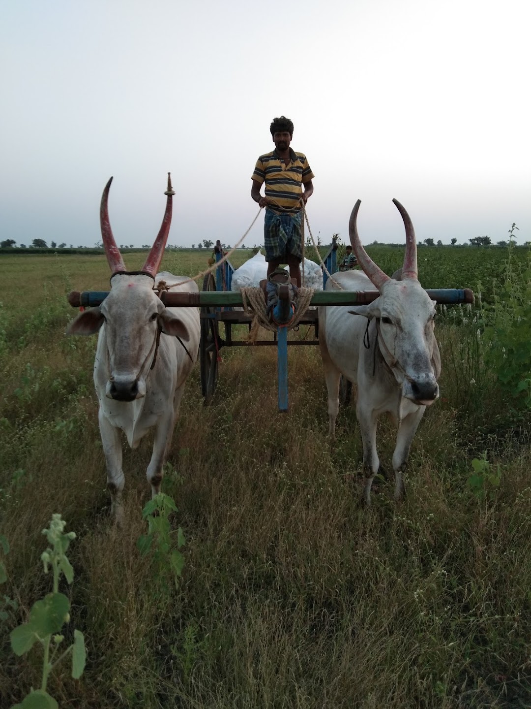 Mahesh