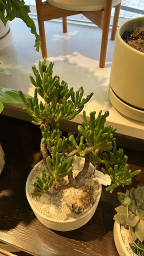 Orchid Grower «Orchid Dynasty», reviews and photos, 959 900 S, Salt Lake City, UT 84105, USA