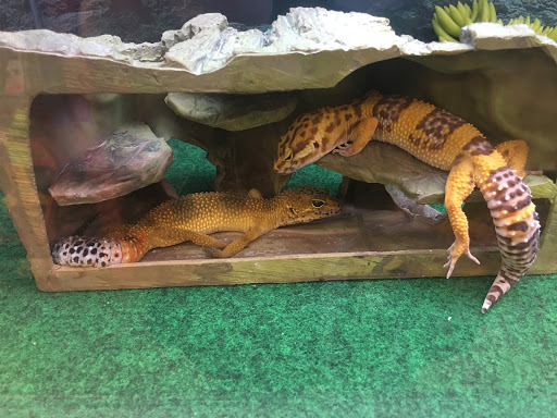 Pet Supply Store «Petco Animal Supplies», reviews and photos, 5700 100th St SW, Lakewood, WA 98499, USA