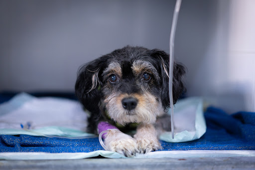 Hospital de Urgencias Veterinarias Región de Murcia en Churra