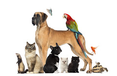 East Ridge Animal Hospital