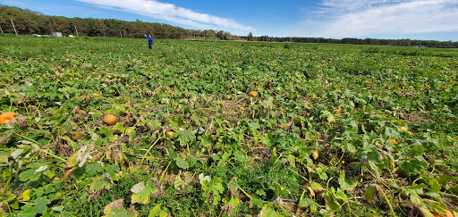 Farm «Lewin Farms», reviews and photos, 812 Sound Ave, Calverton, NY 11933, USA