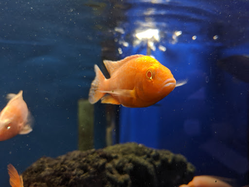 Pet Store «Sierra Fish and Pets», reviews and photos, 601 S Grady Way Suite M, Renton, WA 98057, USA