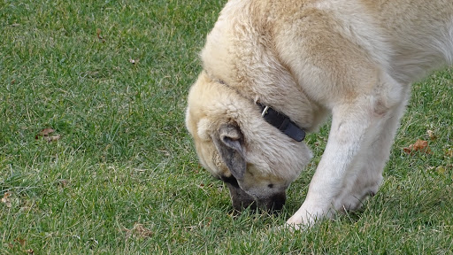 Dog Trainer «Awesome Dawgs Dog Training LLC», reviews and photos, 3052 Pricetown Rd, Temple, PA 19560, USA