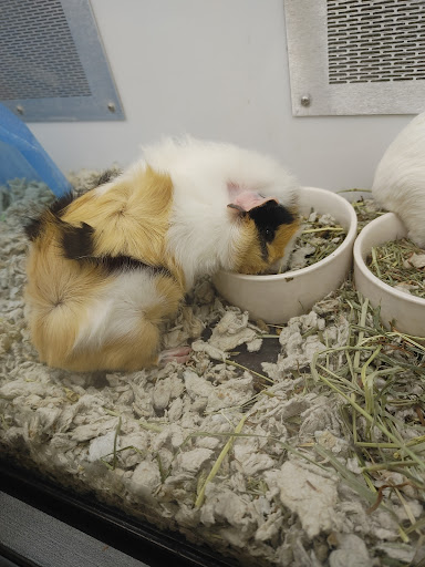 Pet Supply Store «Petco Animal Supplies», reviews and photos, 330 Orchard Park Rd, West Seneca, NY 14224, USA