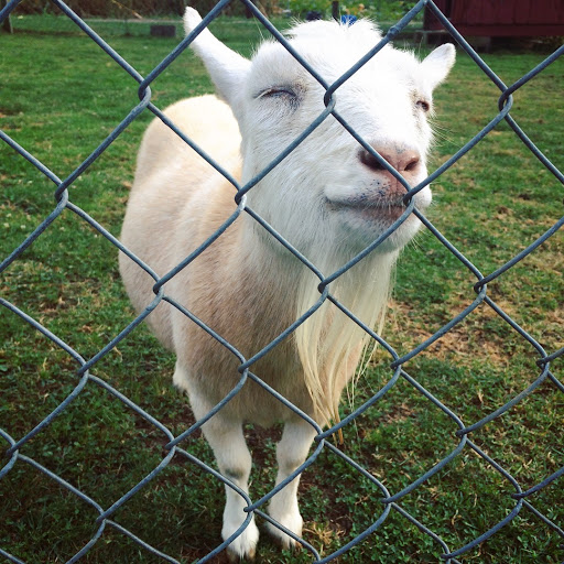 Farm «Four Town Farm», reviews and photos, 90 George St, Seekonk, MA 02771, USA