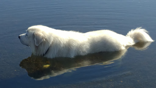 Pet Store «Petsense Aberdeen», reviews and photos, 1143 E Wishkah St, Aberdeen, WA 98520, USA