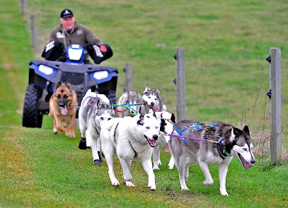 Timberline Racing Siberian Huskies