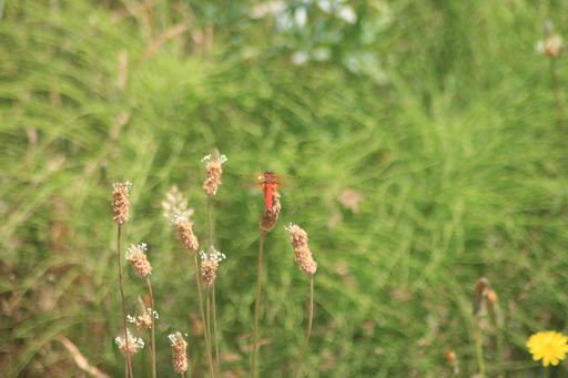 Public Golf Course «Chambers Bay», reviews and photos, 6320 Grandview Dr W, University Place, WA 98467, USA