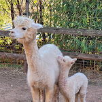 Photo n° 1 de l'avis de Marina.o fait le 29/11/2023 à 17:23 pour ZooParc Du Cannet Des Maures à Le Cannet-des-Maures