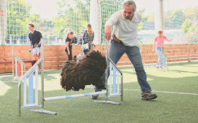 Nyír1 KutyaSport Akadémia SE