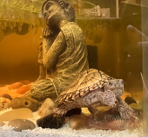 Pet Supply Store «Petco Animal Supplies», reviews and photos, 216 Colony Pl, Plymouth, MA 02360, USA