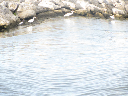 Marina «Fort Pierce City Marina», reviews and photos, 1 Avenue A, Fort Pierce, FL 34950, USA