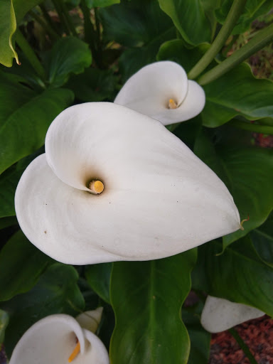 Grocery Store «Main Street Market», reviews and photos, 191 S Main Ave, Warrenton, OR 97146, USA