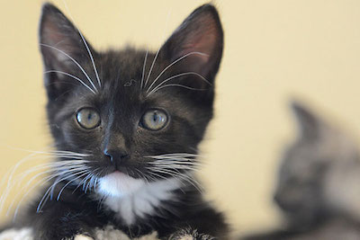 Park «Fox Park», reviews and photos, Ocean Ave, Wildwood, NJ 08260, USA