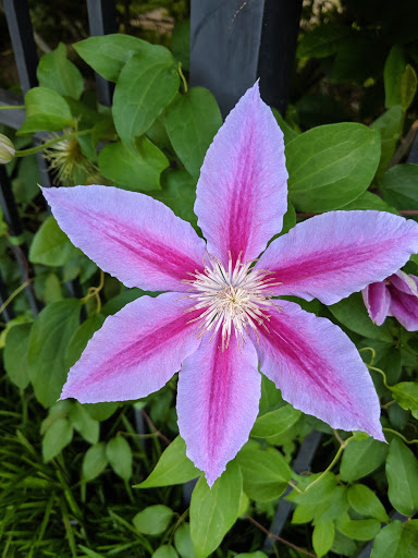 Park «Fannie Mae Dees Park», reviews and photos, 2400 Blakemore Ave, Nashville, TN 37212, USA