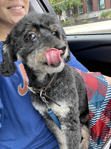 Pet Supply Store «PetSmart», reviews and photos, 540 New York Ave, Lyndhurst, NJ 07071, USA