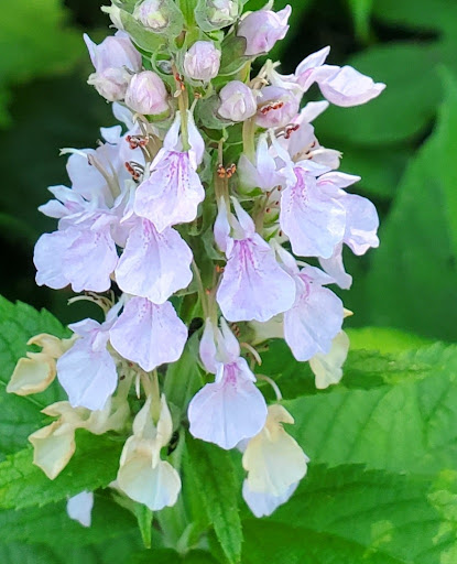 Bird Watching Area «Coffee Creek Watershed Preserve», reviews and photos, 2401 Village Point, Chesterton, IN 46304, USA