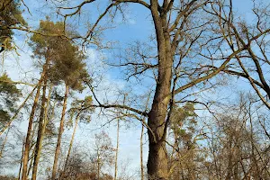 Col. Semen Palit oak, XVII st. / Дуб Семена Палія image