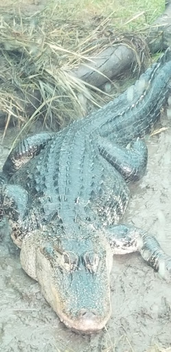 Zoo «Miller Park Zoo», reviews and photos, 1020 S Morris Ave, Bloomington, IL 61701, USA