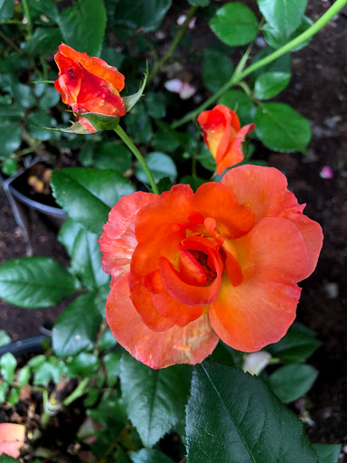 Garden Center «Stonewall Garden Center», reviews and photos, 4675 PA-447, Canadensis, PA 18325, USA