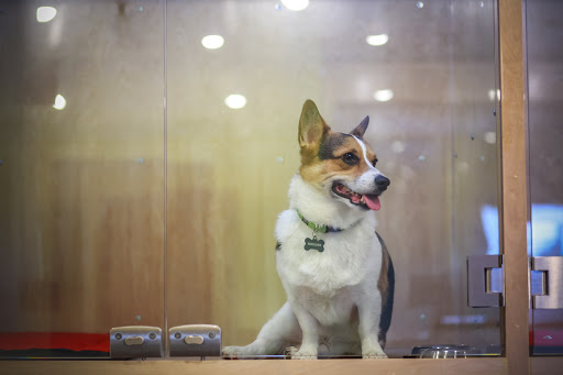 Dog Day Care Center «The Bowhaus Pet Company», reviews and photos, 2472 E Colorado Blvd, Pasadena, CA 91107, USA