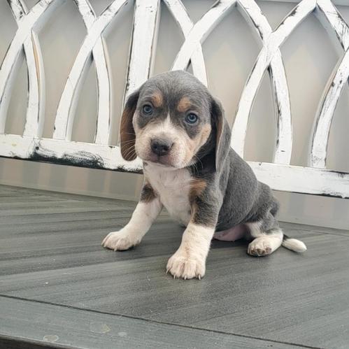 Fluffy Registered Beagle Puppies for Re-homing