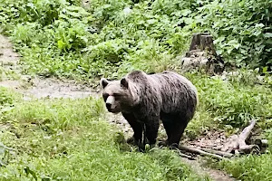 BE ARound me, bear watching & forest hiking tours image