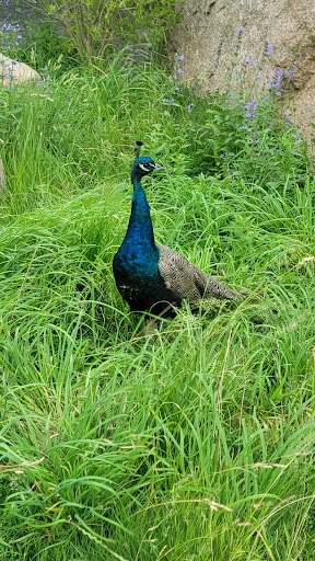 Zoo «Cheyenne Mountain Zoo», reviews and photos, 4250 Cheyenne Mountain Zoo Rd, Colorado Springs, CO 80906, USA