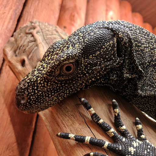 Pet Store «Lost Realms Pets», reviews and photos, 8059 N Cedar Ave, Fresno, CA 93720, USA