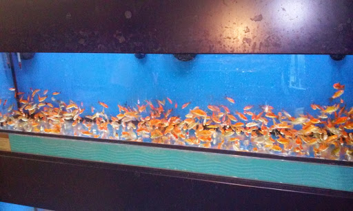 Pet Supply Store «Petco Animal Supplies», reviews and photos, 205 Goodman Rd W, Southaven, MS 38671, USA