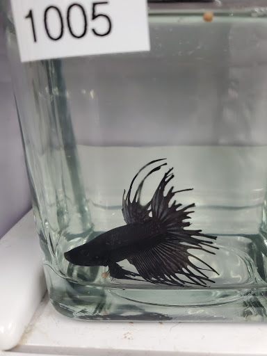 Pet Supply Store «Pet Supermarket», reviews and photos, 1746 E Silver Springs Blvd, Ocala, FL 34470, USA