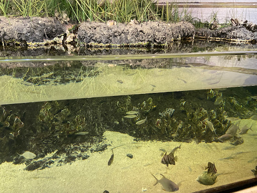 Aquarium «North Carolina Aquarium At Fort Fisher», reviews and photos, 900 Loggerhead Rd, Kure Beach, NC 28449, USA