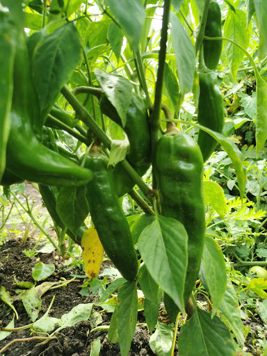 Tawasentha Park Community Gardens image 4