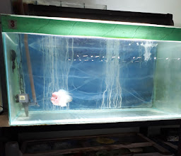 Kings Aquarium photo