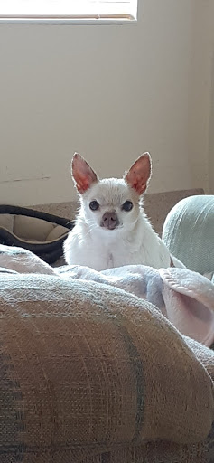 Pet Store «Debbies Pet Boutique», reviews and photos, 431 Center St, Healdsburg, CA 95448, USA