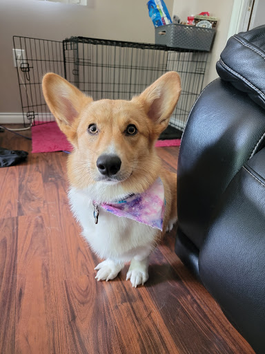 Pet Supply Store «Pet Supplies Plus», reviews and photos, 22124 Ecorse Rd, Taylor, MI 48180, USA