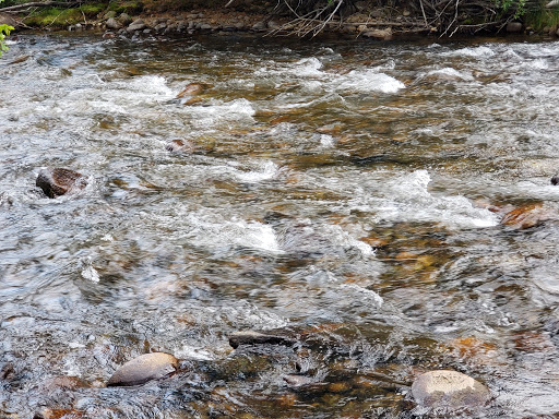 Coffee Shop «Starbucks», reviews and photos, 1101 US-24, Woodland Park, CO 80863, USA