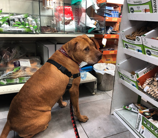 Dog stores Jerusalem