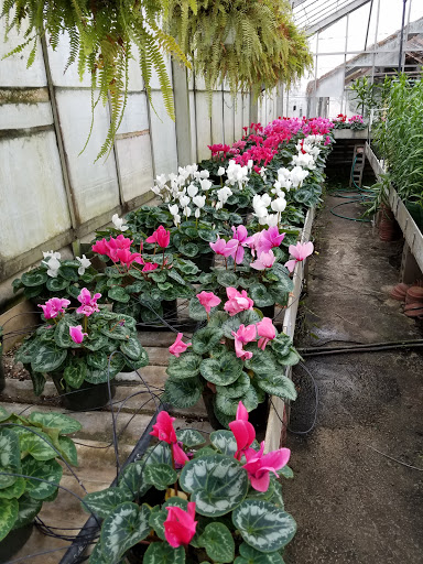 Florist «Swan Floral & Gift Shop», reviews and photos, 4311 Dixie Hwy, Erlanger, KY 41018, USA